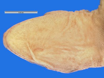 Media type: image; Herpetology R-144392